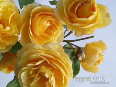 Graham Tomas - engleska ruža