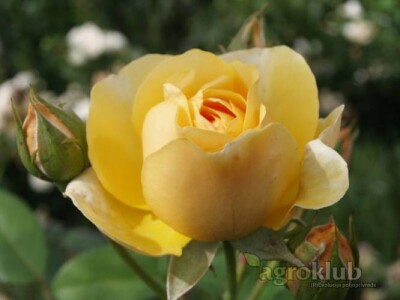 Graham Tomas - engleska ruža