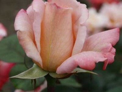 Laetitia Casta - hibridna čajevka