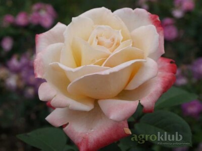 Laetitia Casta - hibridna čajevka