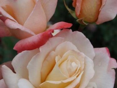 Laetitia Casta - hibridna čajevka