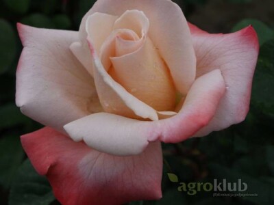 Laetitia Casta - hibridna čajevka