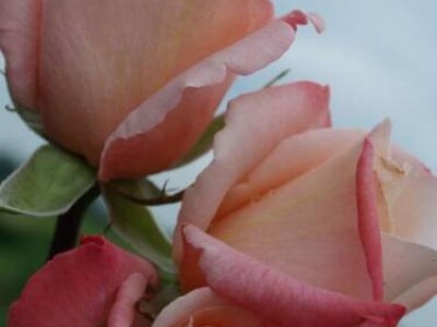 Laetitia Casta - hibridna čajevka