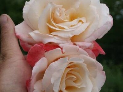 Laetitia Casta - hibridna čajevka