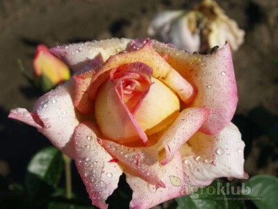 Kristov Jubilej - hibridna čajevka