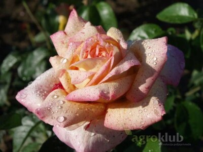 Kristov Jubilej - hibridna čajevka