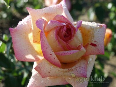 Kristov Jubilej - hibridna čajevka