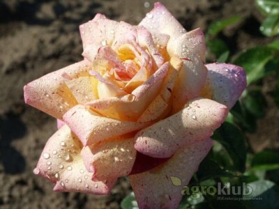 Kristov Jubilej - hibridna čajevka