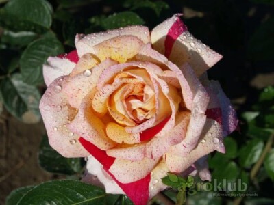 Kristov Jubilej - hibridna čajevka