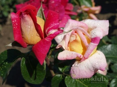 Kristov Jubilej - hibridna čajevka