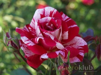 Papageno - floribunda