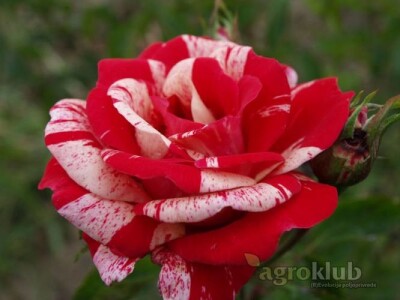 Papageno - floribunda