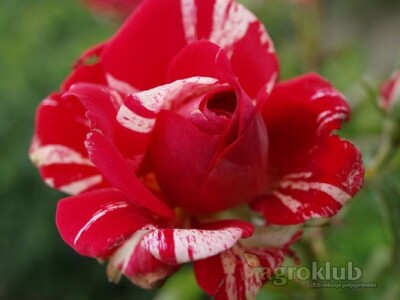 Papageno - floribunda