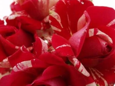 Papageno - floribunda