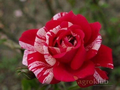 Papageno - floribunda