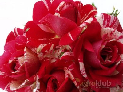 Papageno - floribunda