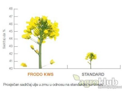 KWS Frodo - sjeme uljane repice