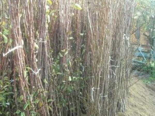 Kvalitetne vocne sadnice, cena povoljna!