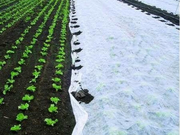 Termo agrotekstil, zaštita od mraza i niskih temperatura