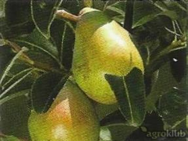 Kruška - Društvenka - sadnice