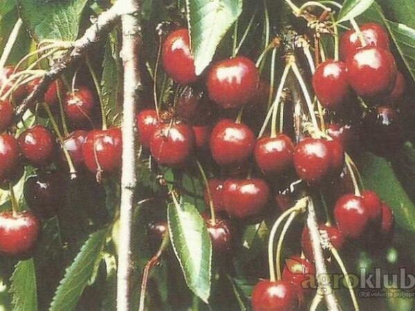 Trešnja - Hedelfinger - sadnice