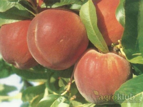 Breskva - Dixired - sadnice