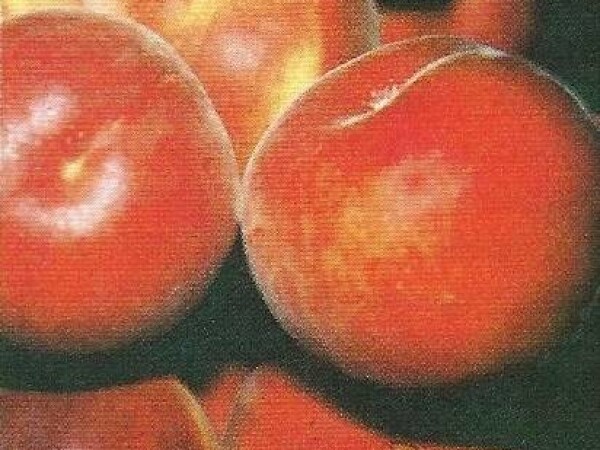 Breskva - Queen Crest - sadnice