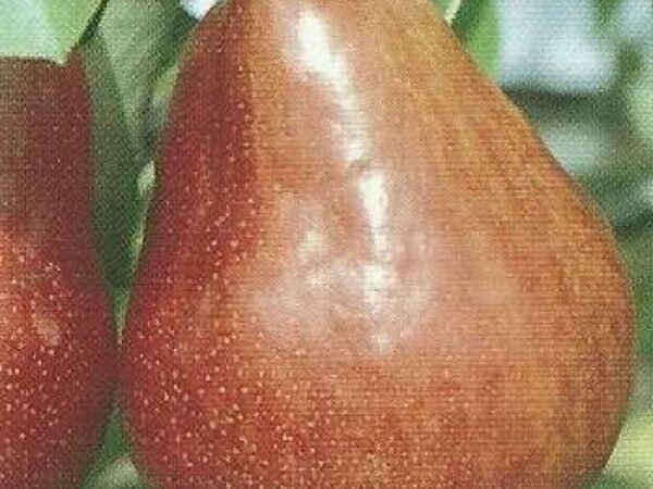 Kruška - Viljamovka Crvena - sadnice