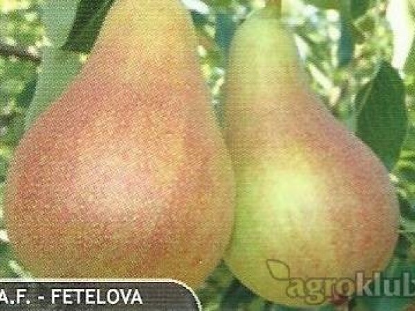 Kruška - Abbe Fetel - sadnice