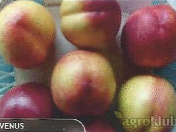 Nektarina - Venus - sadnice