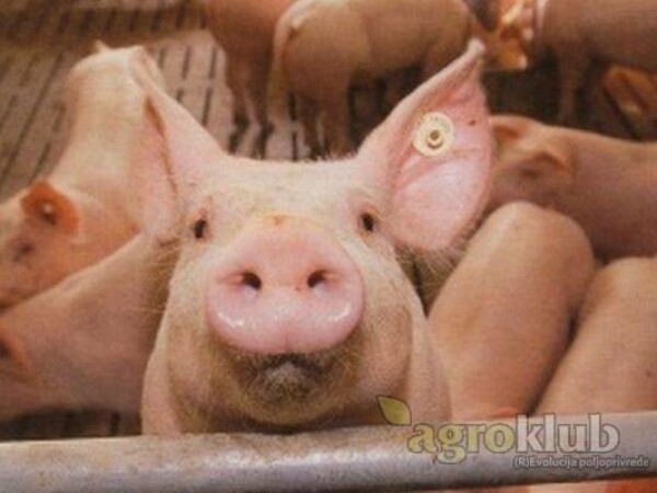 Schauma Sweet-Topdressing za podizanje ukusnosti smjesa