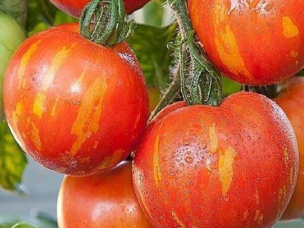 RAJČICA "RUSKA KRALJICA"