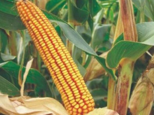 BC282, FAO 280, zuban, hibrid kukuruza