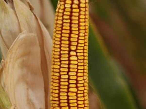 BC344, FAO 300, zuban, hibrid kukuruza