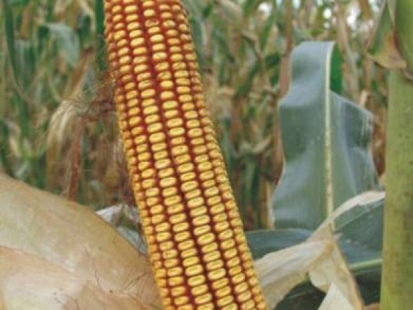 Kukuruz PAJDAŠ, FAO 490, zuban - hibrid kukuruza