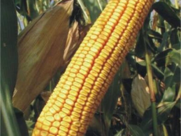 BC418 B, FAO 460, zuban - hibridi kukuruza