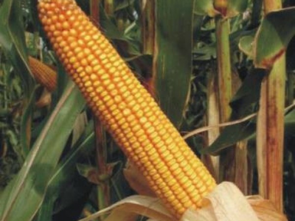 BC572, FAO 500, zuban - hibrid kukuruza