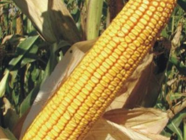 BC 6661, FAO 660, zuban - hibrid kukuruza