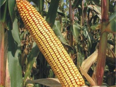 Kukuruz BC408B FAO 480