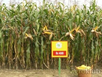 Kukuruz BC408B FAO 480