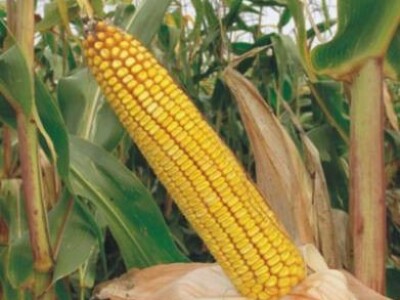 Kukuruz JUMBO 48 zuban FAO 480