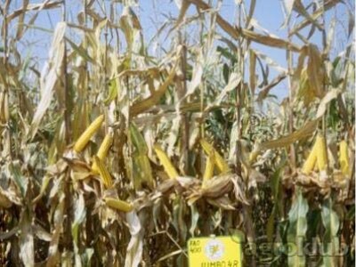 Kukuruz JUMBO 48 zuban FAO 480