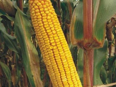 Kukuruz BC5982 kvalitetan zuban FAO 510