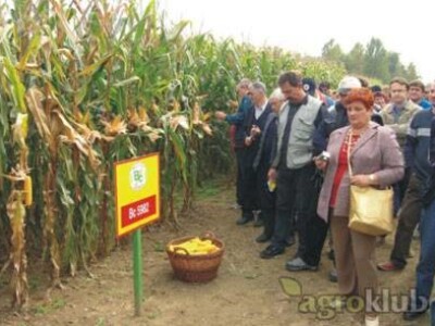 Kukuruz BC5982 kvalitetan zuban FAO 510