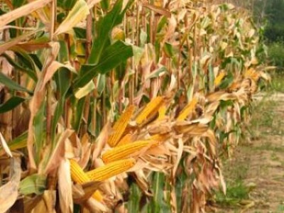 Kukuruz BC574 FAO 530