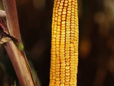 Kukuruz BC532 FAO 520