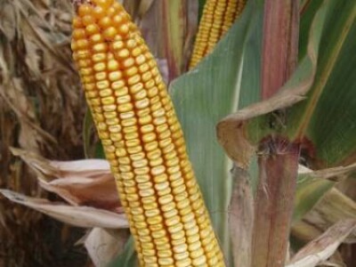 Kukuruz KLIPAN - kvalitetan zuban FAO 550