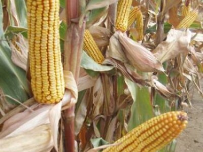 Kukuruz KLIPAN - kvalitetan zuban FAO 550