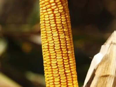 Kukuruz BC582 - kvalitetni zuban FAO 580