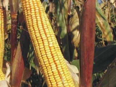 Kukuruz BC678 FAO 670